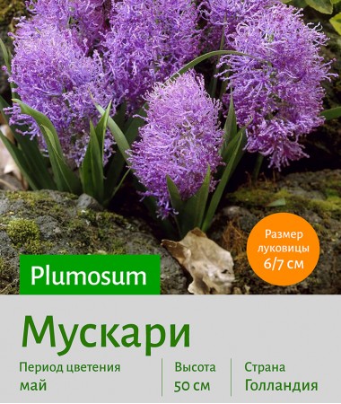  Мускари (Muscari) Plumosum